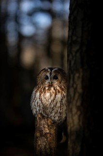 Tawny Owl (Strix aluco) captive, Germany