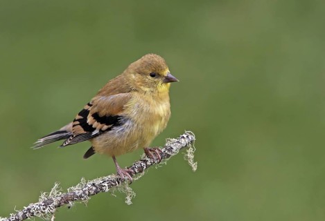 American Goldfinch (Spinus tristis), Saskatchewan, Canada