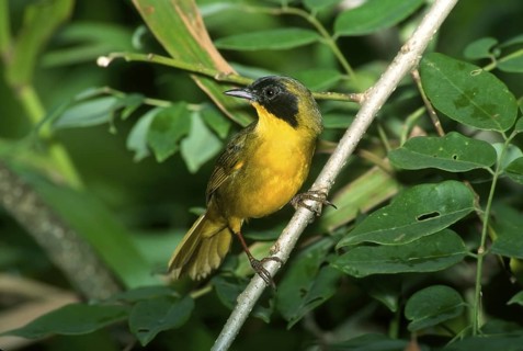 Olive-crowned Yellowthroat Geothlypis semiflava La Selva OTS Station, Sarapique. Costa Rica March
