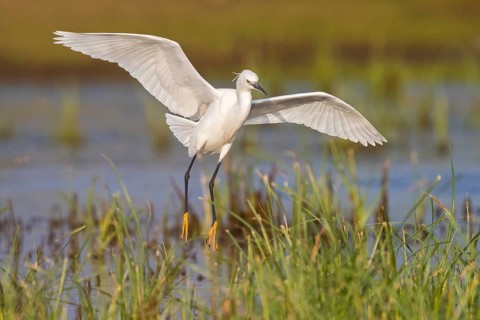 Little Egret, Egretta garzetta, Lesvos, Greece