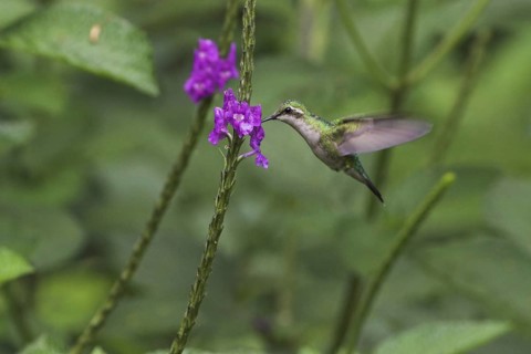 White-bellied Emerald (Amazilia candida), Costa Rica