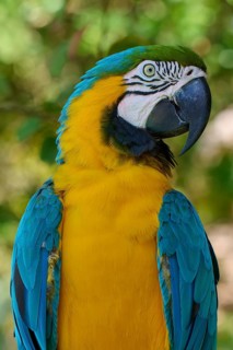 A colourful parrot with yellow and blue feathers in a natural background, Yellow-breasted Macaw