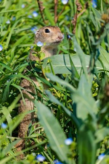 A fully grown ground squirrel (Spermophilus citellus) stands upright on a sunny day in a green