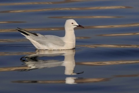Slender-billed Gull (Chroicocephalus genei), Eilat, Israel