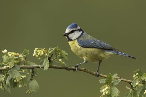 Eurasian Blue Tit (Cyanistes caeruleus), Portugal