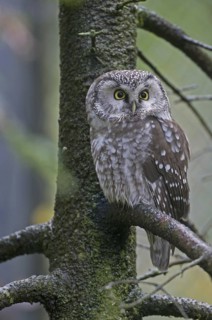 Boreal Owl (Aegolius funereus), Saxony, Germany