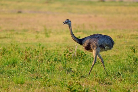 A Nandu in a wide green meadow with natural environmental features, Nandu (Rhea americana),