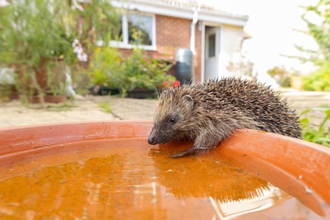 European hedgehog (Erinaceus europaeus) adult animal drinking from a water filled garden plant