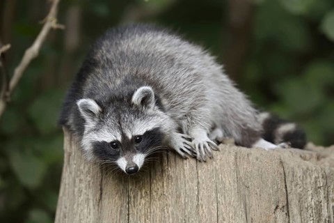 Raccoon (Procyon lotor), North Rhine-Westphalia, Germany