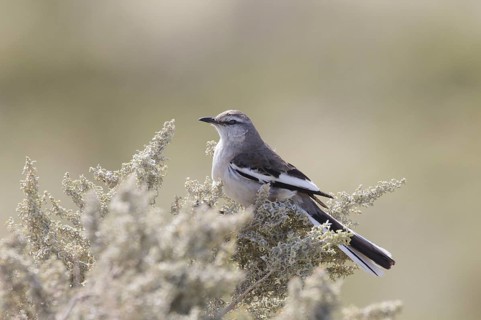 White-banded Mockingbird (Mimus triurus), Chubut, Argentina