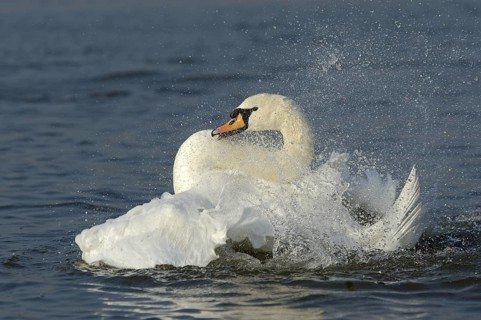 Hoeckerschwan (Cygnus olor) Altvogel badet