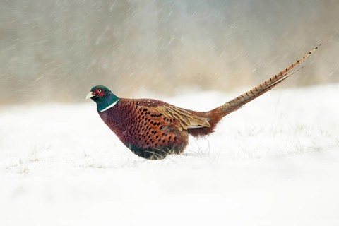 Common Pheasant (Phasianus colchicus) male on snowy ground, Poland