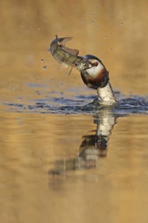 Great Crested Grebe (Podiceps cristatus), Zurich, Switzerland