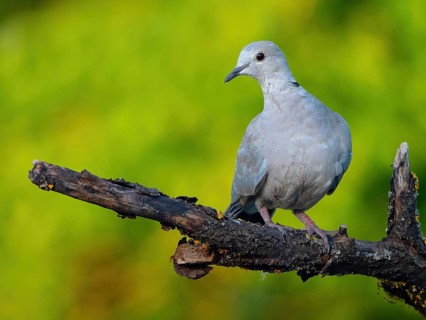 Eurasian collared dove, (Streptopelia decaocto), animals, birds, pigeon family, biotope, habitat,