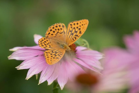 Silver-washed fritillary butterfly (Argynnis paphia) adult insect feeding on a garden Coneflower
