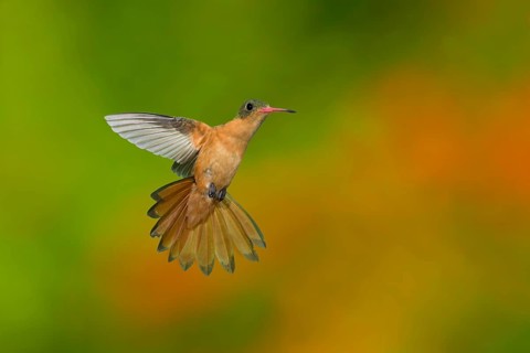 Cinnamon Hummingbird (Amazilia rutila rutila) flying, Jalisco, Mexico
