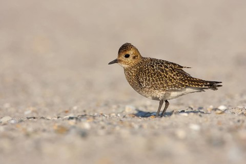 European Golden Plover (Pluvialis apricaria), Schleswig-Holstein, Germany