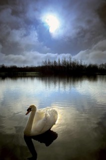Mute Swan (Cygnus olor) male, Harmelen, Netherlands