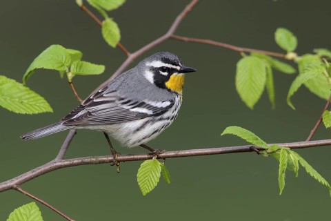 Yellow-throated Warbler (Setophaga dominica), West Virginia, USA