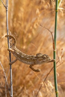 Common or Mediterranean chameleon (Chamaeleo chamaeleon) climbing between two plant stalks,