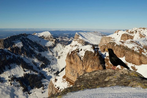 Alpine Chough (Pyrrhocorax graculus), Wallis, Switzerland