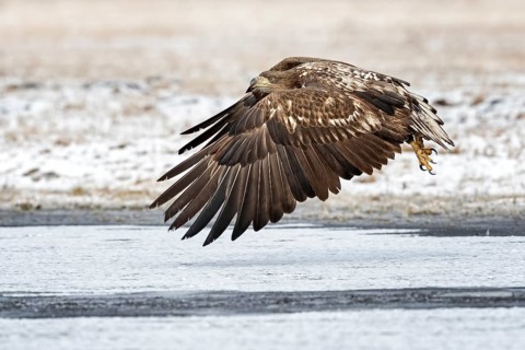 White-tailed Eagle (Haliaeetus albicilla) juvenile flying, Poland