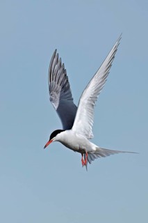 Common Tern (Sterna hirundo), in flight, Texel, West Frisian Islands, province of North Holland,