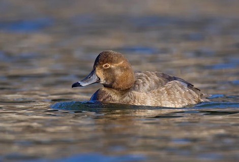 Redhead (Aythya americana) female, Ohio, USA
