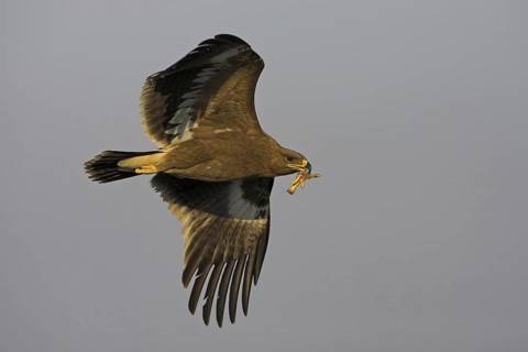 Steppe Eagle (Aquila nipalensis), Oman