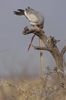 Pale Chanting Goshawk (Melierax canorus), Oshikoto, Namibia