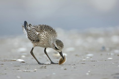 Grey Plover (Pluvialis squatarola), Mecklenburg-Western Pomerania, Germany