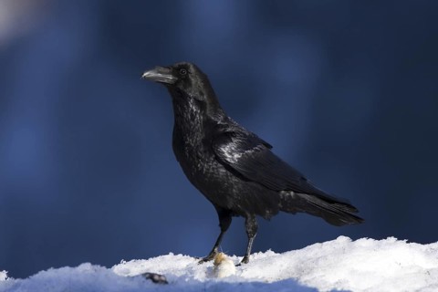 Northern Raven (Corvus corax), Aragon, Spain