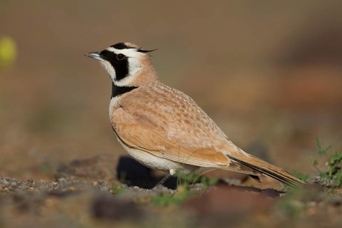 Temminck's Horned Lark - Saharaohrenlerche - Eremophila bilopha, Morocco
