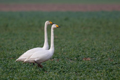 Whooper Swan (Cygnus cygnus), North Rhine-Westphalia, Germany