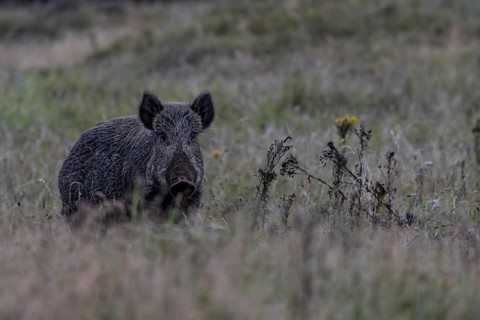Wild boar (Sus scrofa) can be so busy breaking up the ground that the slightest noise, the