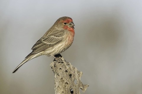 House Finch (Haemorhous mexicanus) male, Arizona, USA