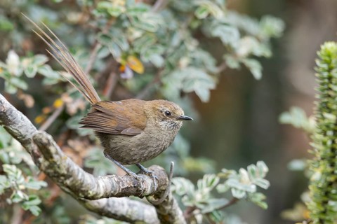 Mouse-colored Thistletail (Asthenes griseomurina) perched on a branch in the Andes Mountains in