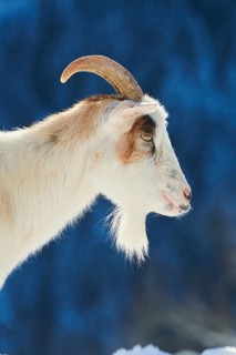 Domestic goat (Capra hircus) portrait, snow, winter in tirol, Kitzbühel, Wildpark Aurach, Austria