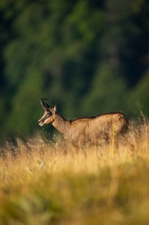 Chamois (Rupicapra rupicapra) on a meadow in the Vosges Mountains, wildlife, France