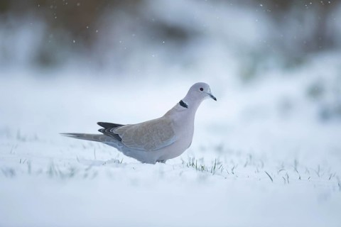 Collared dove (Streptopelia decaocto) adult bird on a snow covered garden lawn in winter, England,