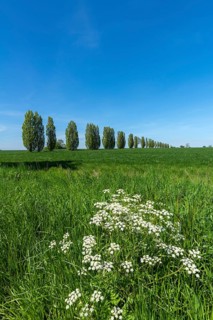 Juniper (Juniperus) avenue, cornfield, Fyn, island of Funen, Denmark, Fy, Funen, Denmark