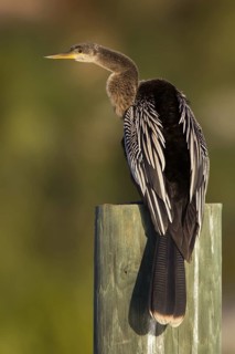 Anhinga (Anhinga anhinga), Florida, USA