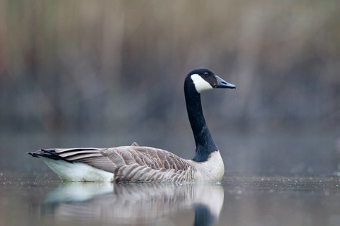 Canada Goose (Branta canadensis), North Rhine-Westphalia, Germany