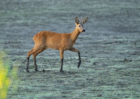 Roe deer (Capreolus capreolus), young roebuck standing on a muddy surface at a lake, wildlife,