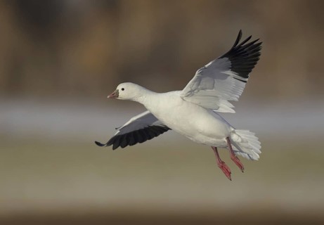 Ross's Goose (Anser rossii) flying, New Mexico, USA