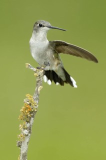 Ruby-throated Hummingbird (Archilochus colubris), Texas, USA