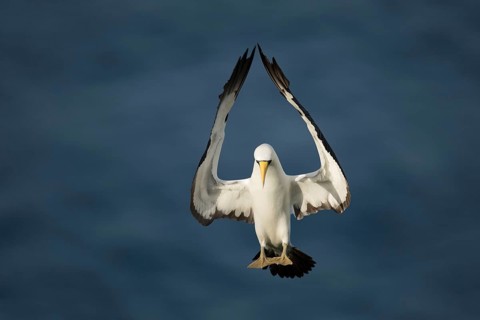 Masked Booby (Sula dactylatra tasmani) approaching, Norfolk Island