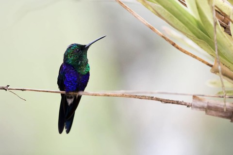 Crowned Woodnymph (Thalurania colombica subtropicalis) perched on a branch, Antioquia, Colombia