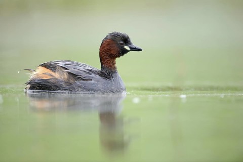 Little Grebe (Tachybaptus ruficollis), Thuringia, Germany