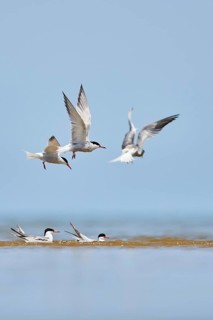 Elegant tern (Thalasseus elegans) flying in the sky above the sea, hunting, ebro delta, Catalonia,